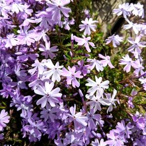 Meet your Posher, Karol